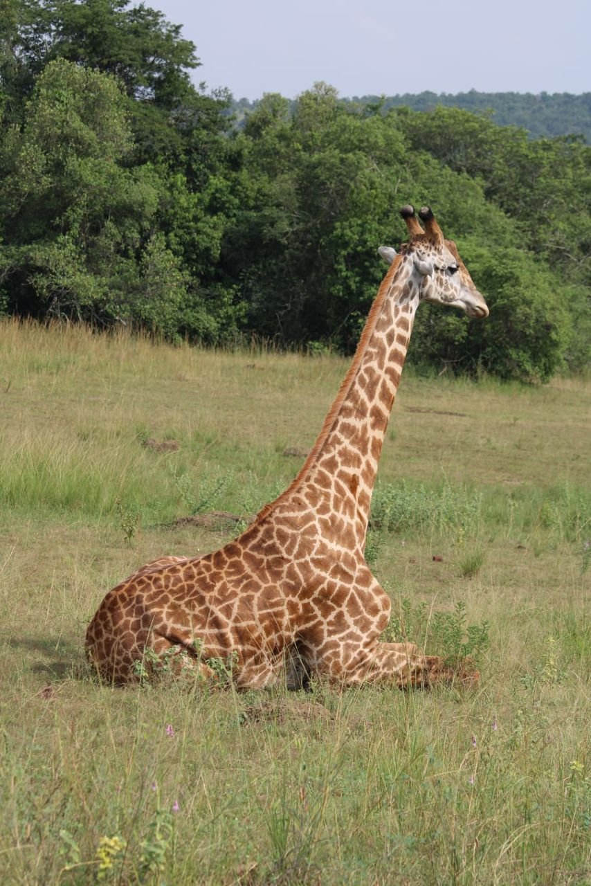 Waterbuck Tours