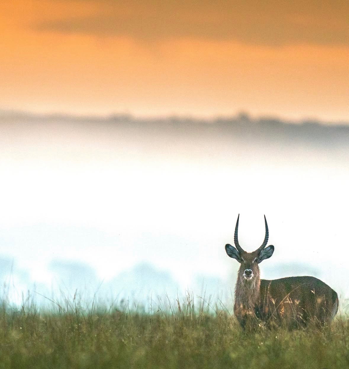 Waterbuck Tours