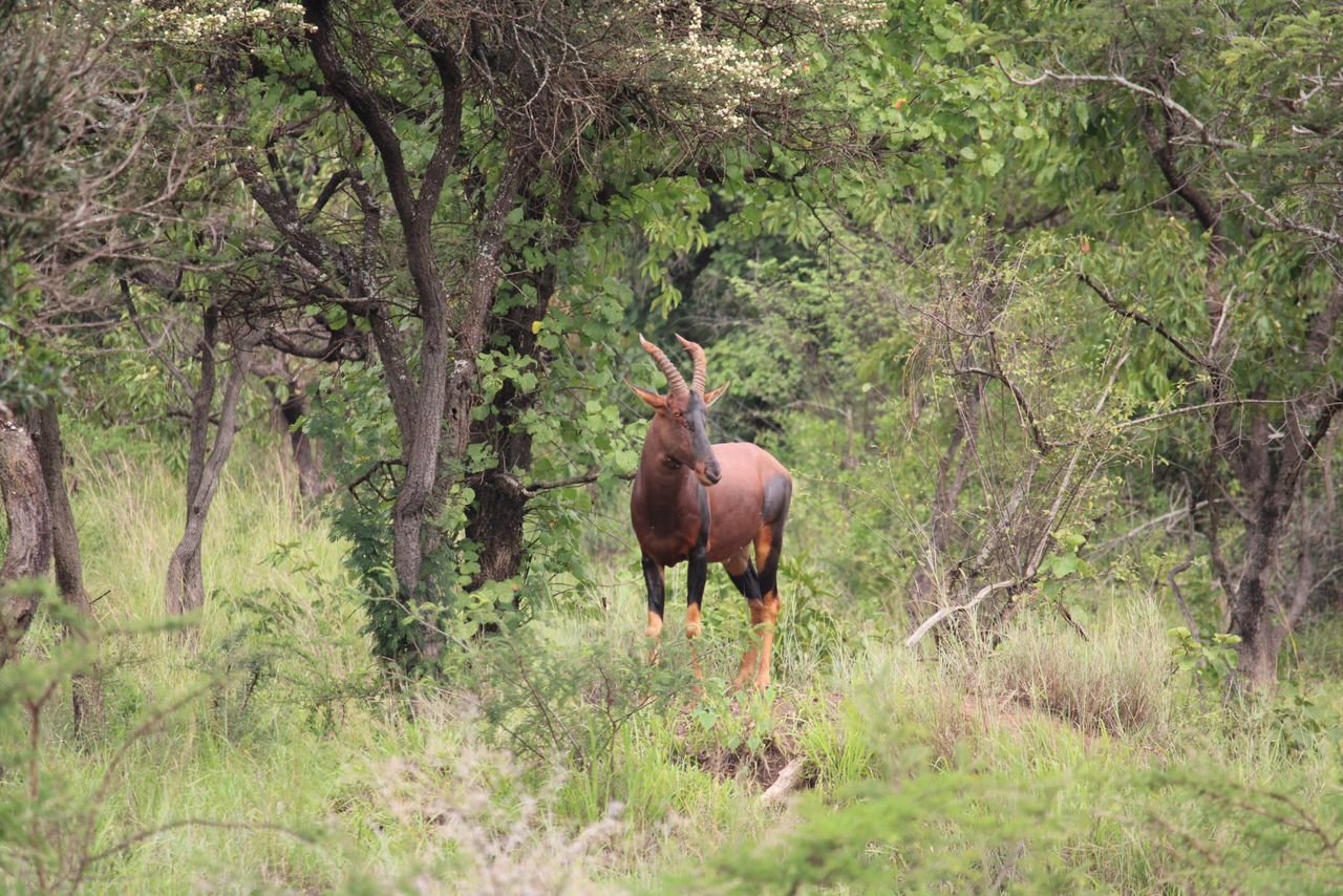 Waterbuck Tours
