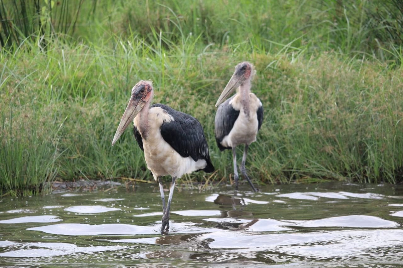 Waterbuck Tours