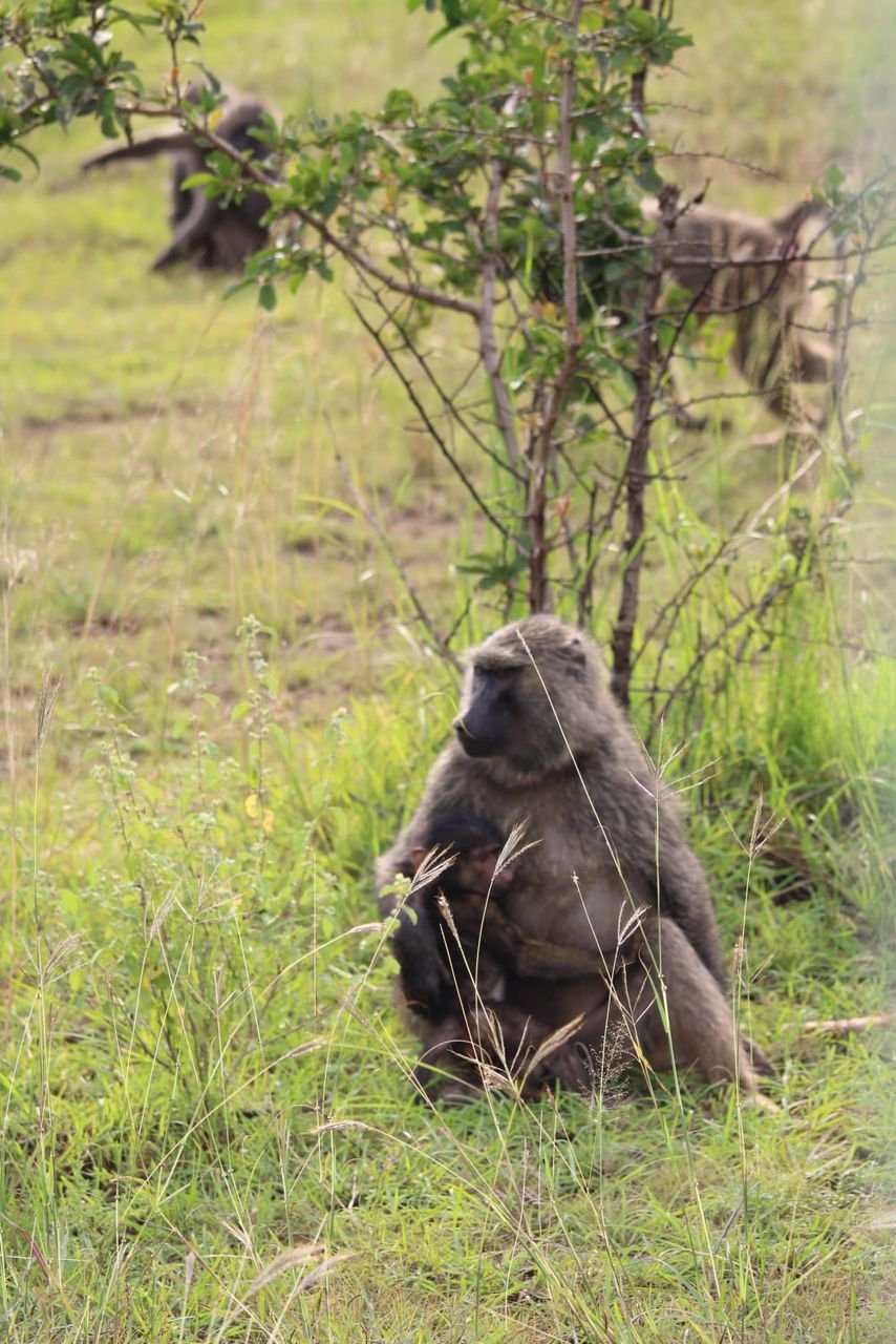Waterbuck Tours