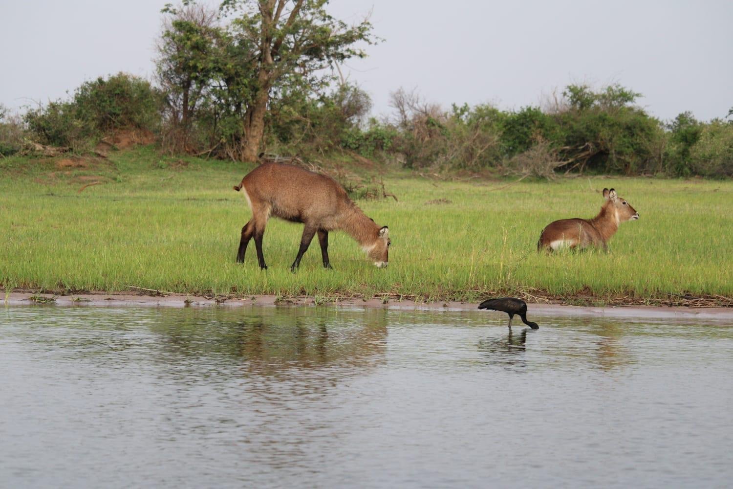Waterbuck Tours