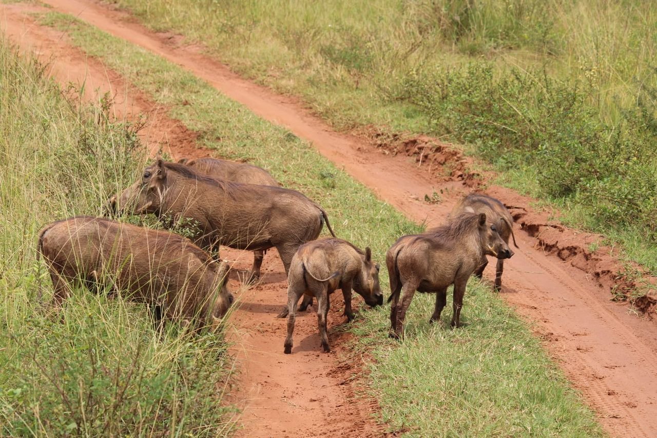 Waterbuck Tours