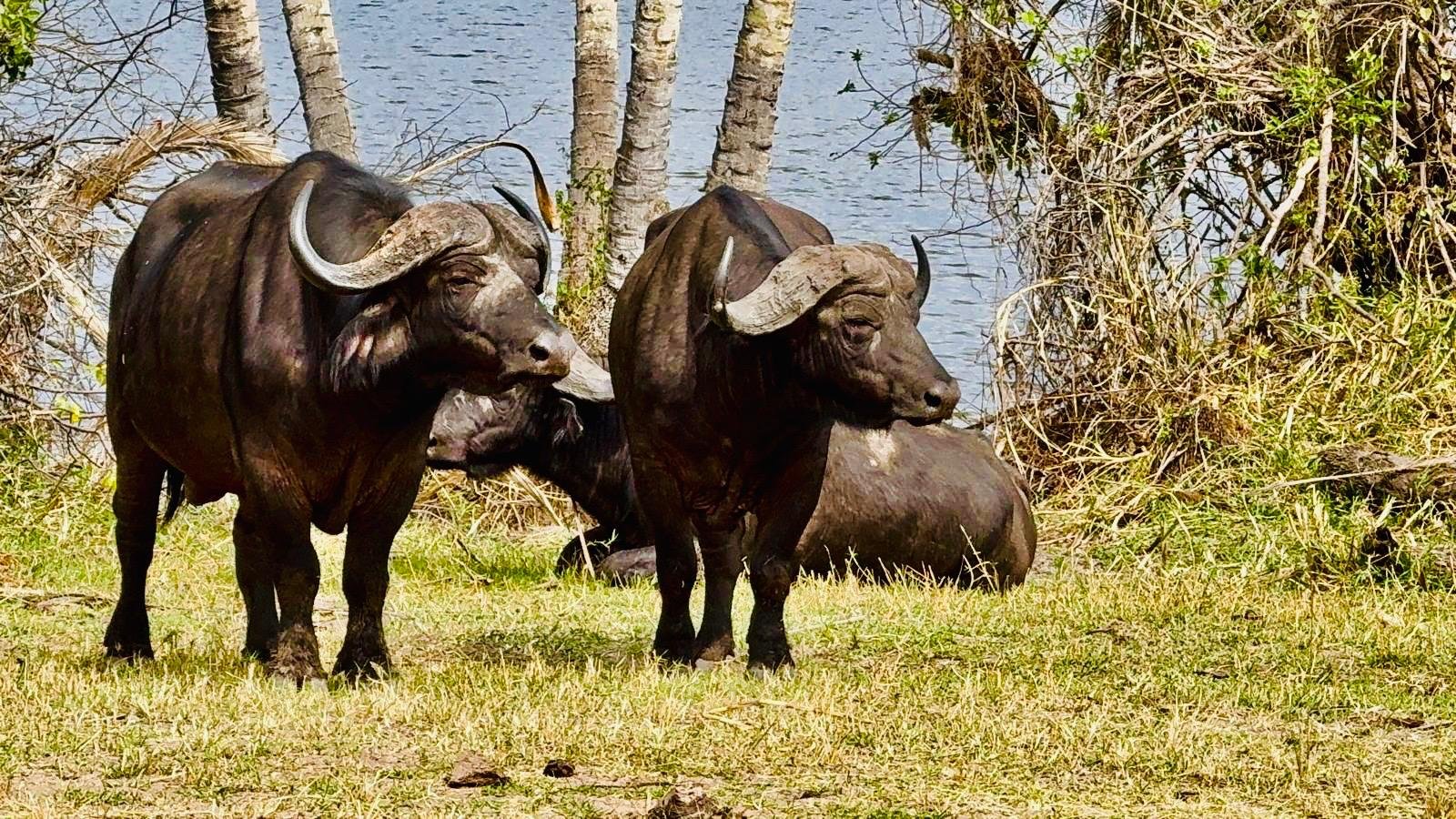 Waterbuck Tours