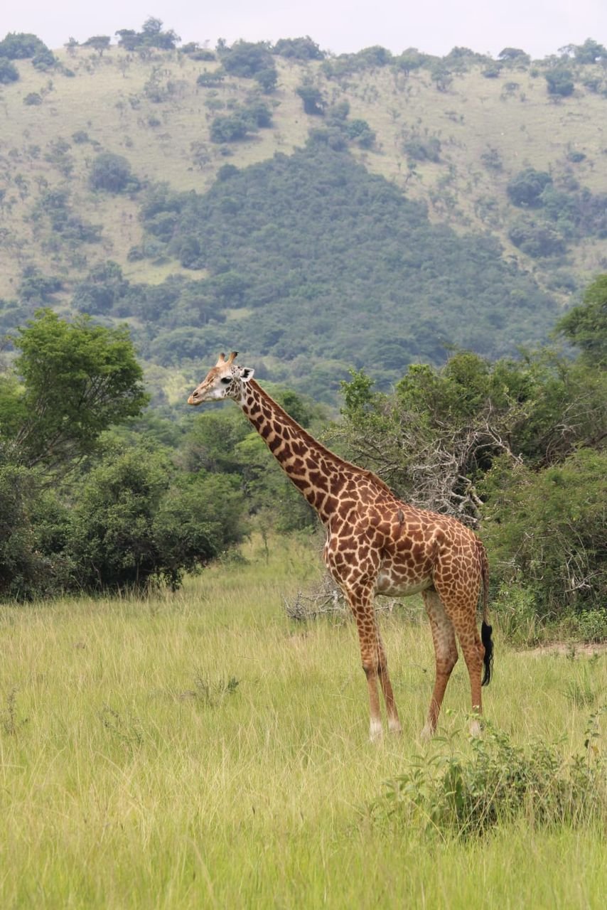 Waterbuck Tours