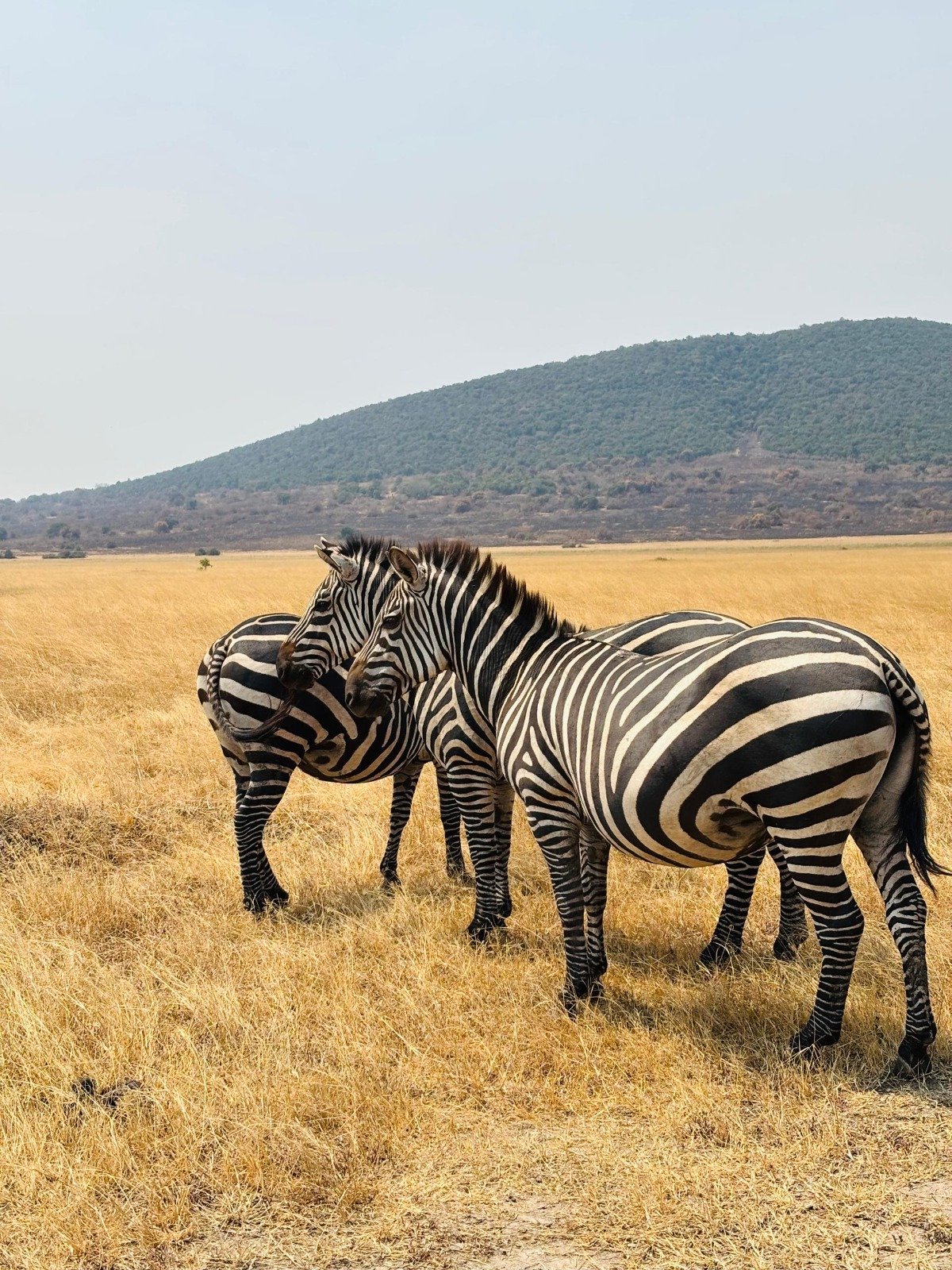 Waterbuck Tours