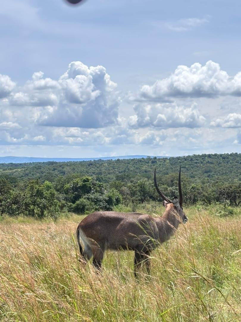 Waterbuck Tours