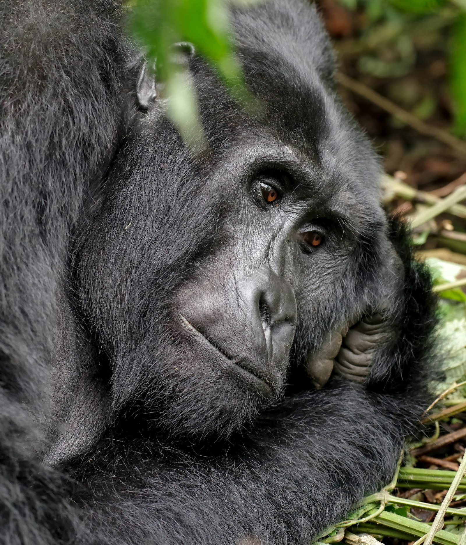 Rwanda Gorilla Trekking - Volcanoes National Park
