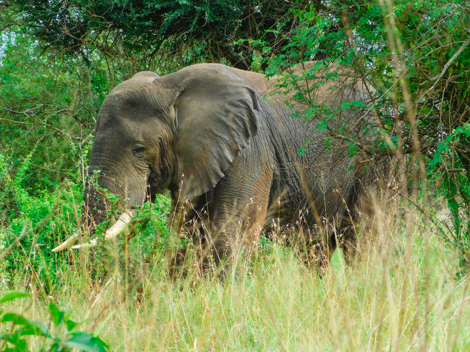 Akagera National Park Big Five Safari