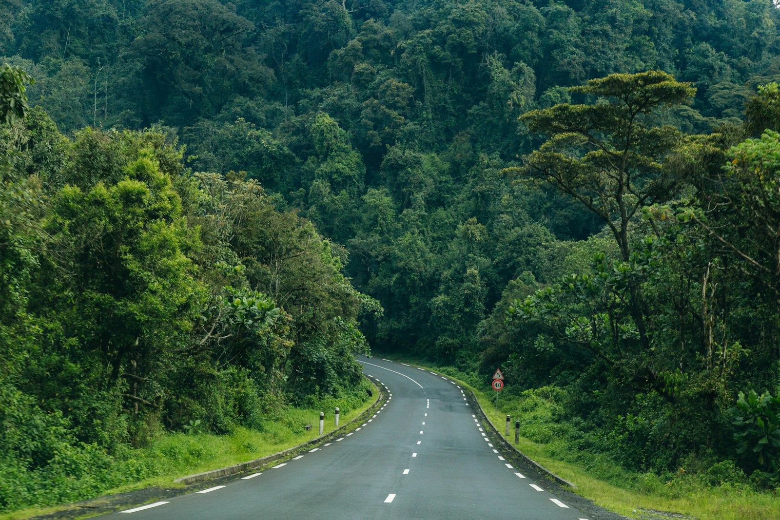 Nyungwe Forest Chimpanzee Trekking & Canopy Walk